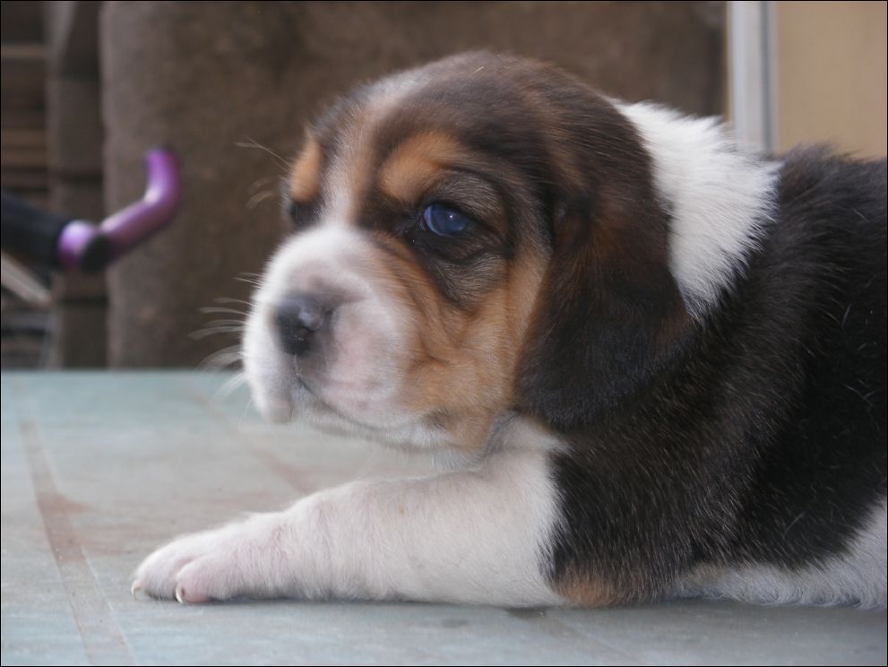 cuccioli amelie-44